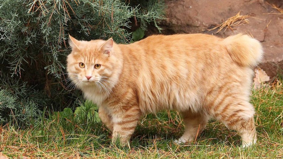 Кот Курильский бобтейл