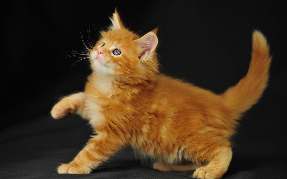 Котята Мейн кун бело рыжие