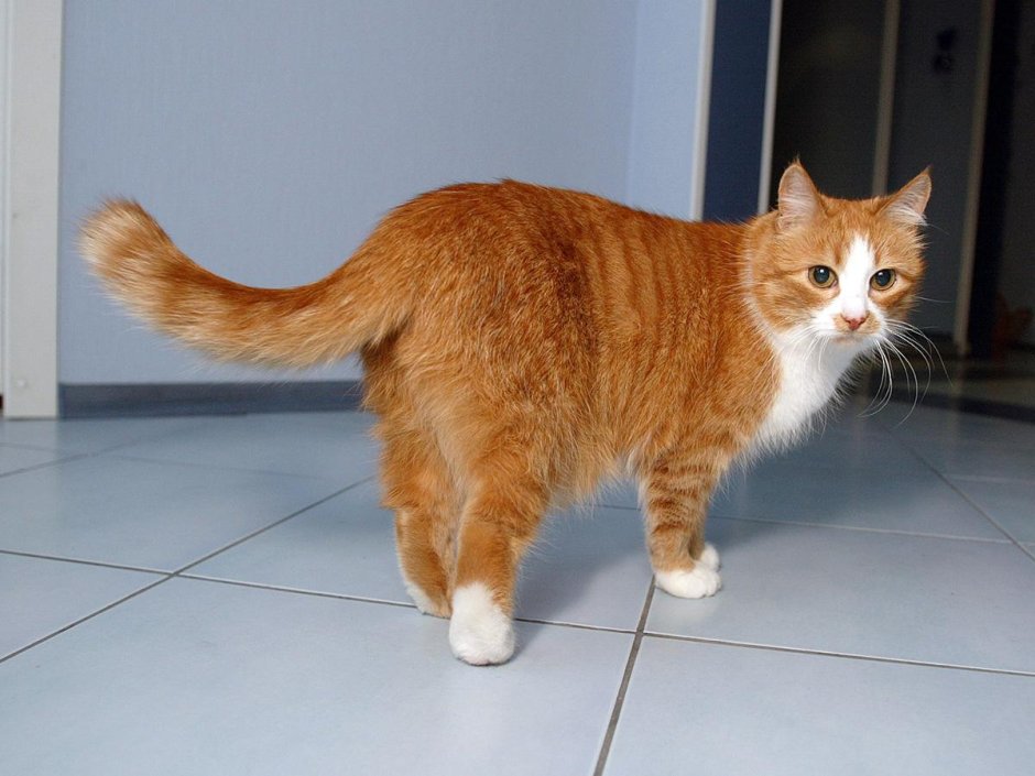 Хвост рыжего кота
