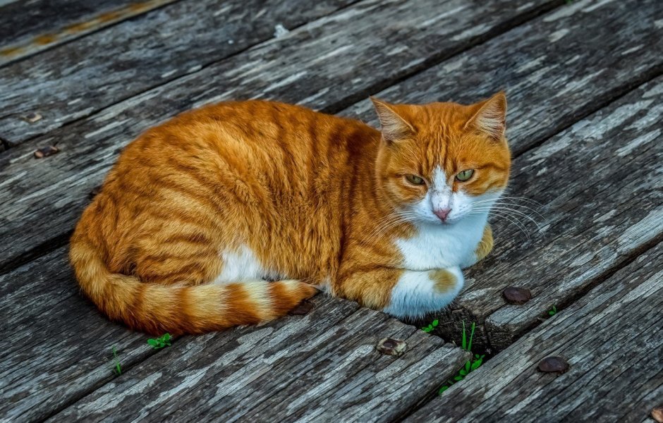Рыжая кошка