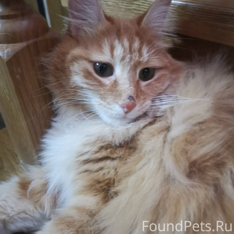 Рыжий кот без хвоста