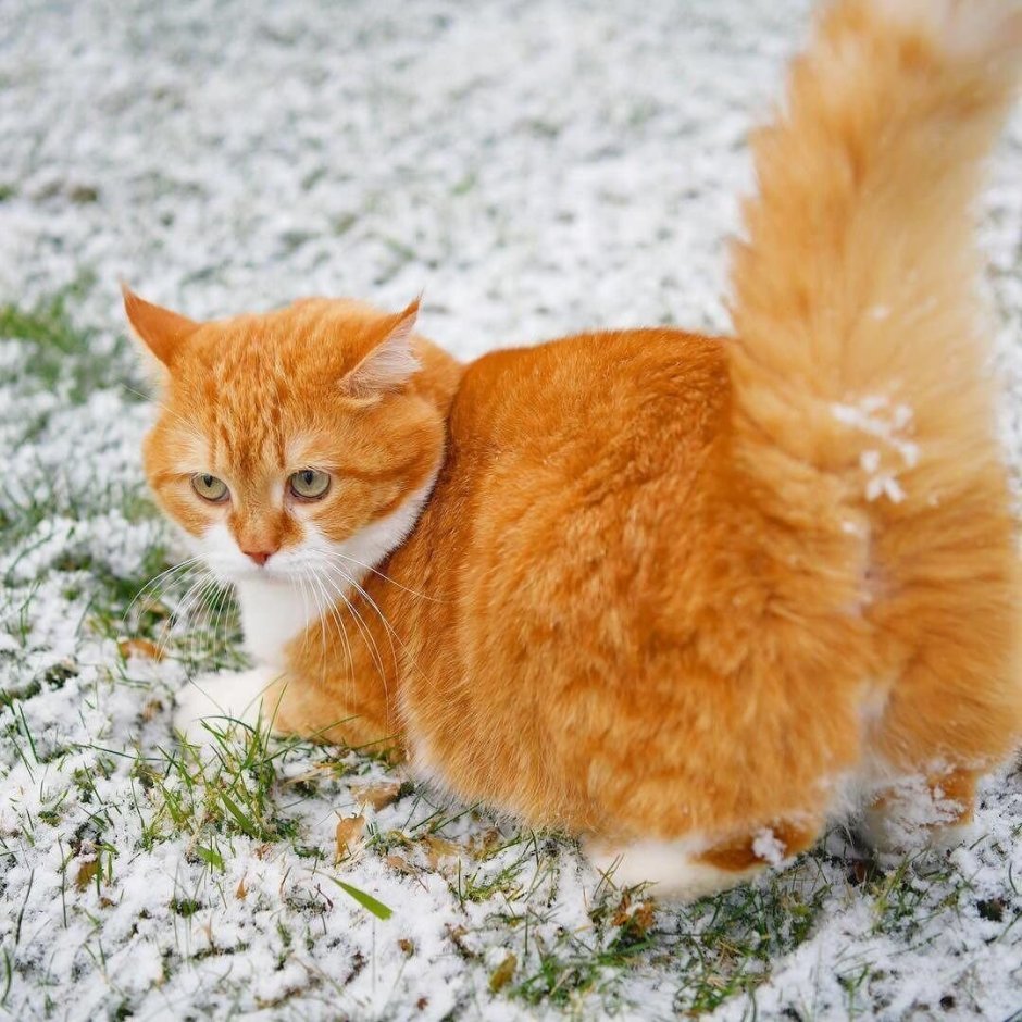 Кошка рыжая с белым