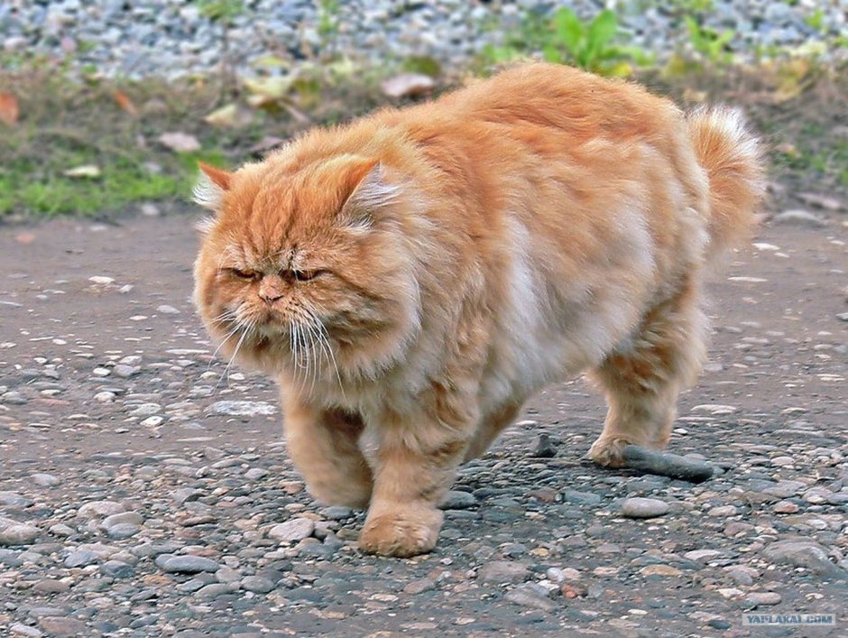 Злой жирный кот