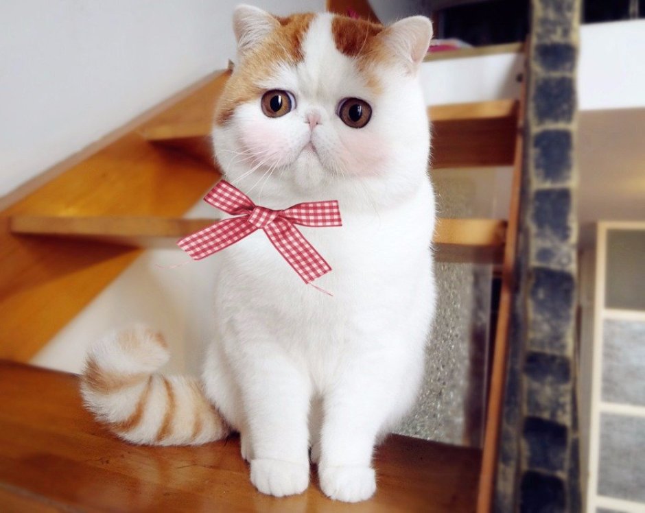 Японский кот Снупи