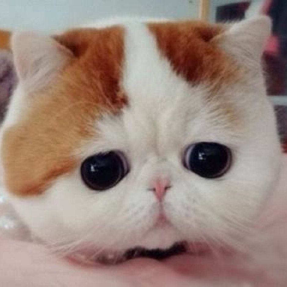 Кот с большими глазами и щеками