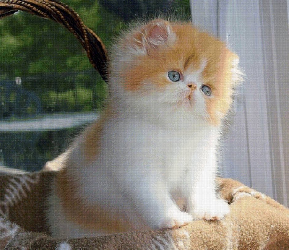 Котята экзоты