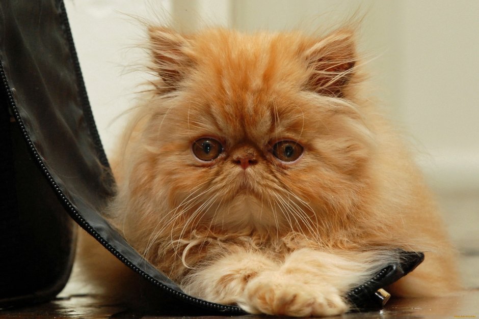 Рыжий персидский кот