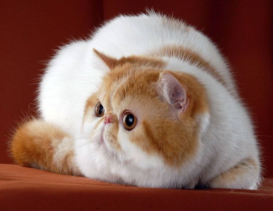 Экзот кошка