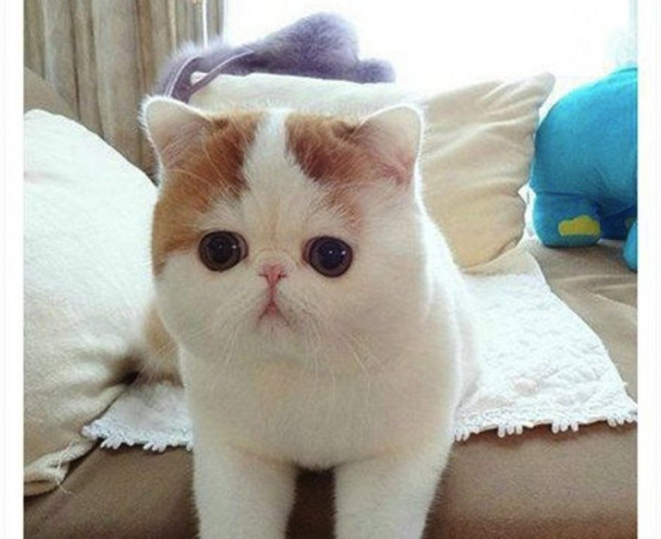 Вислоухий экзот Манчкин