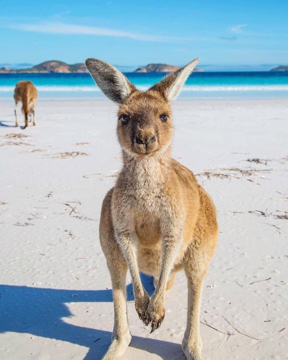 Австралия Kangaroo
