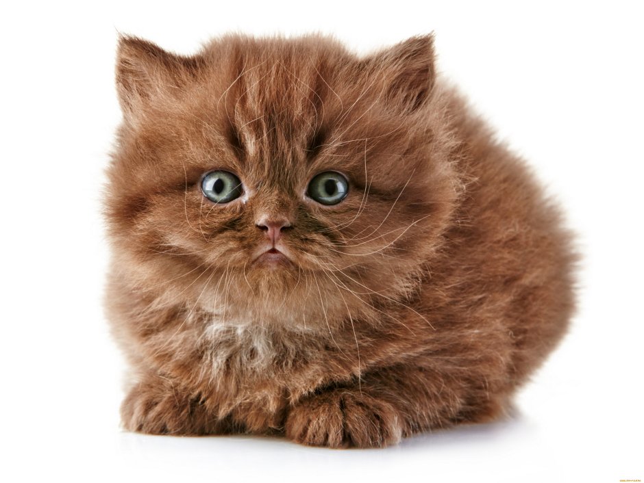 Коричневый котенок