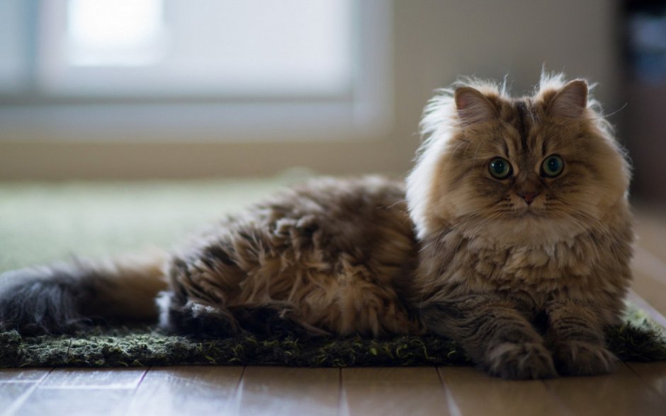 Манчкин кот шоколадный