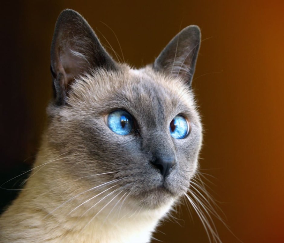 Сиамский кот косоглазый