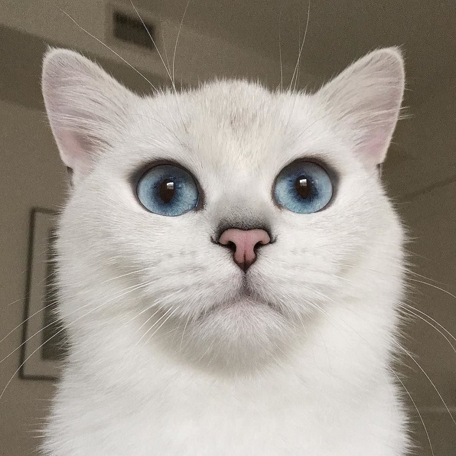 Косоглазый британский кот