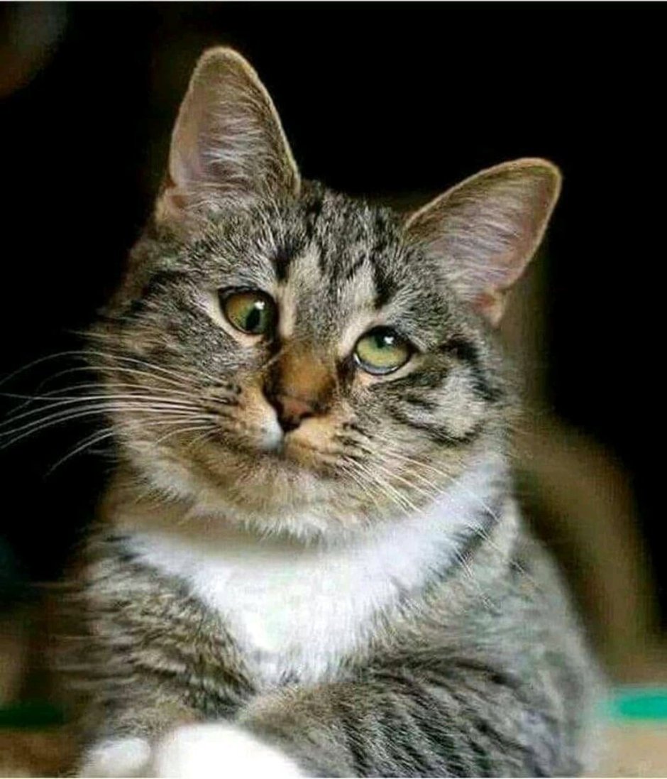 Косоглазый серый кот