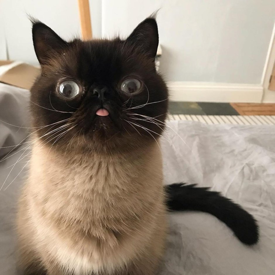 Кот с высунутым языком