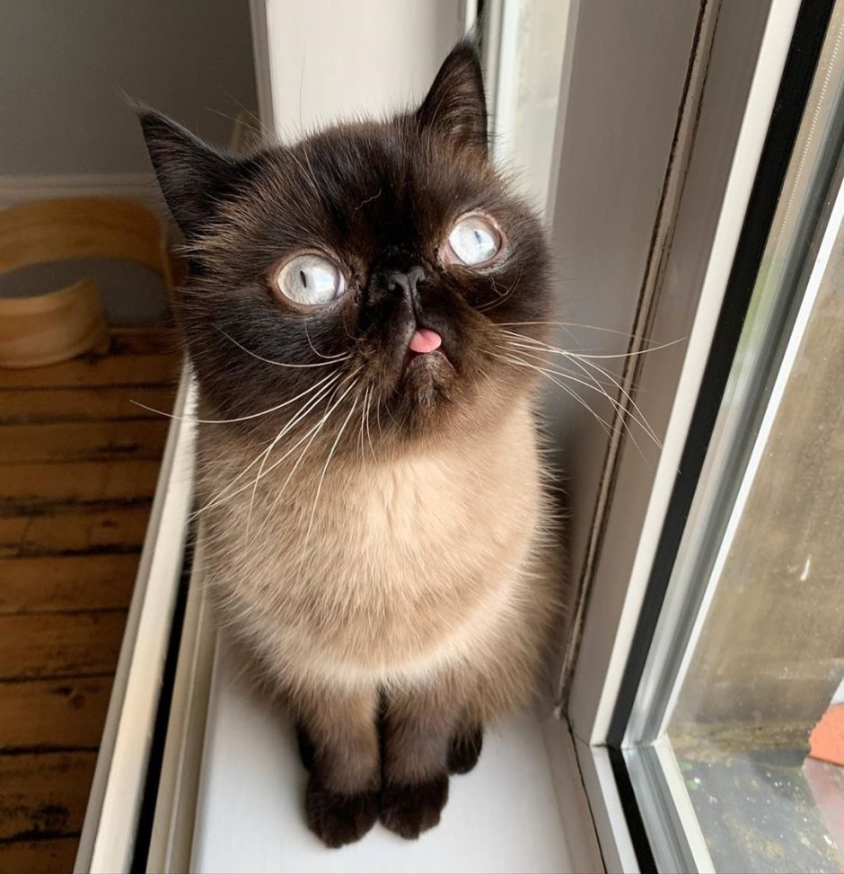 Сиамские коты косоглазые