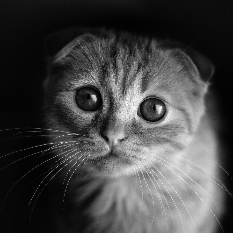 Жалобный котик