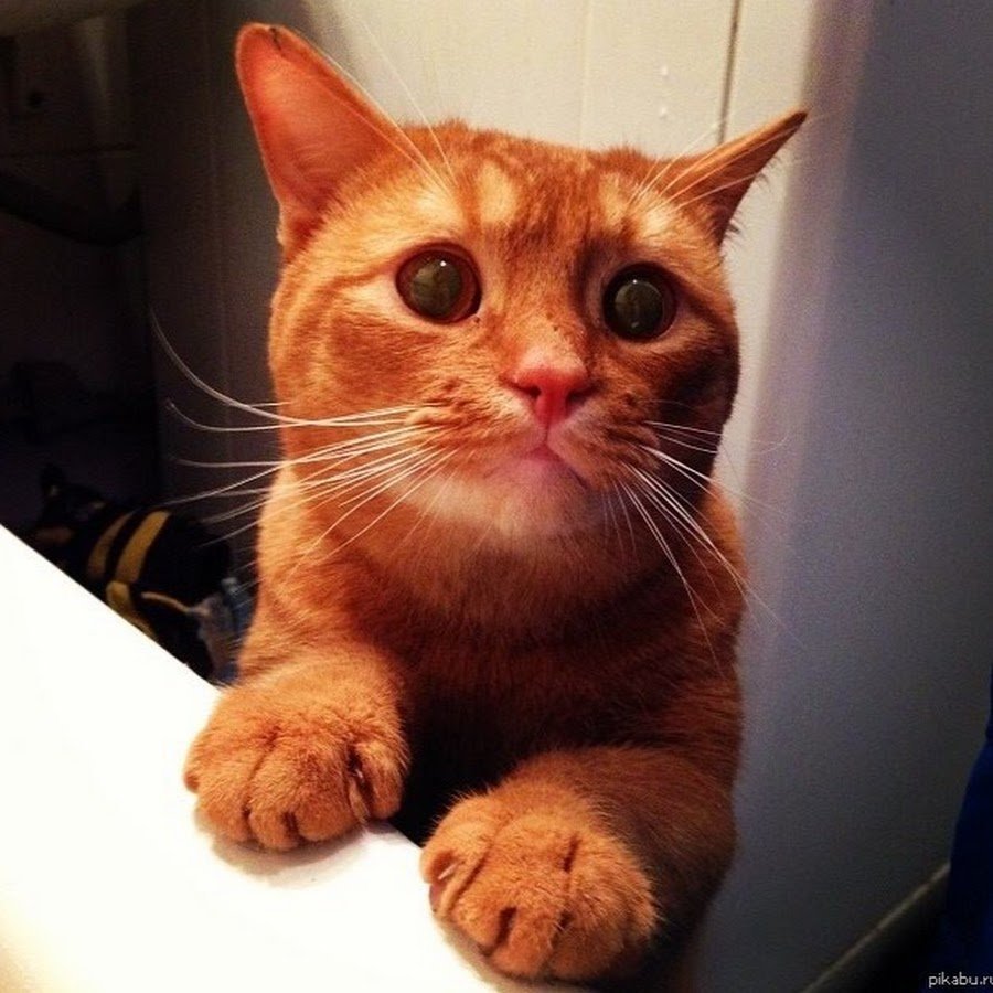 Котик просит