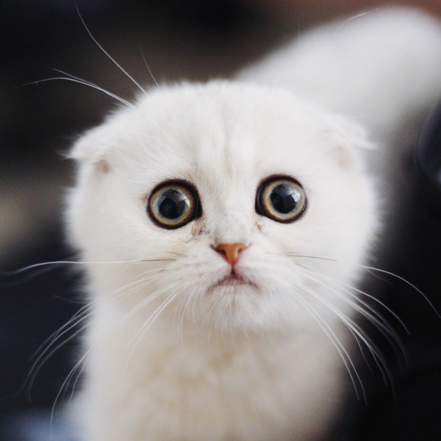 Кот с жалостными глазами