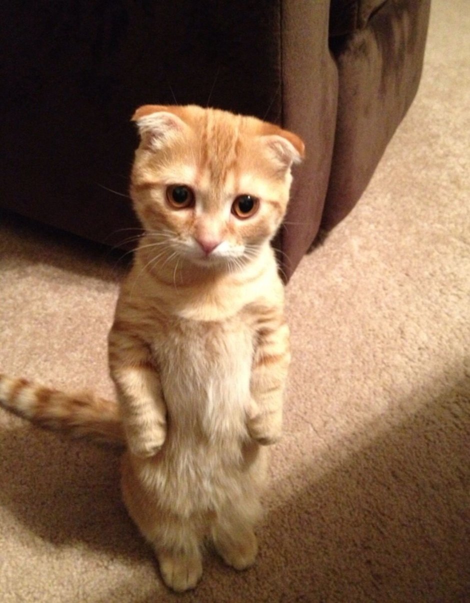 Жалостливый взгляд кота