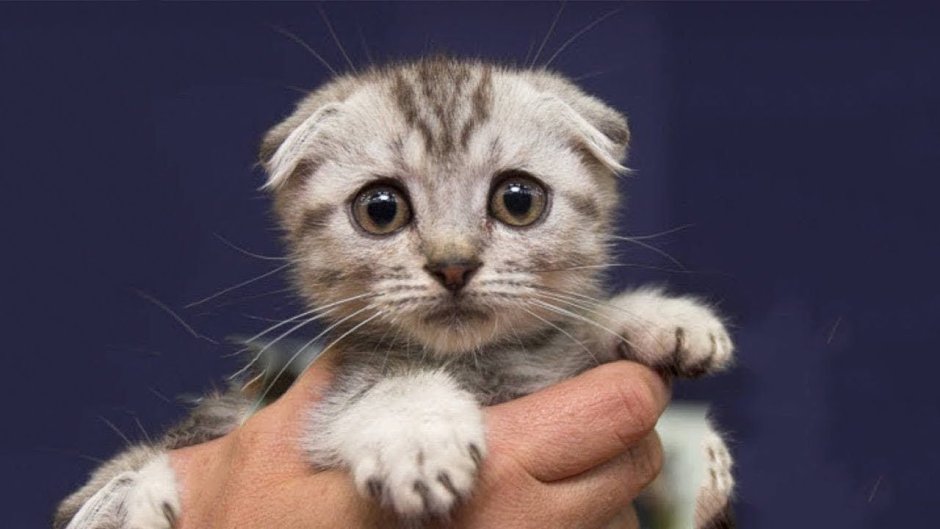 Шотландская вислоухая грустная