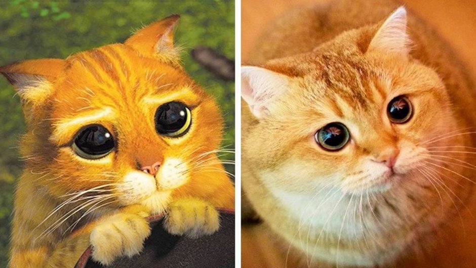 Шрек кот в сапогах милые глазки