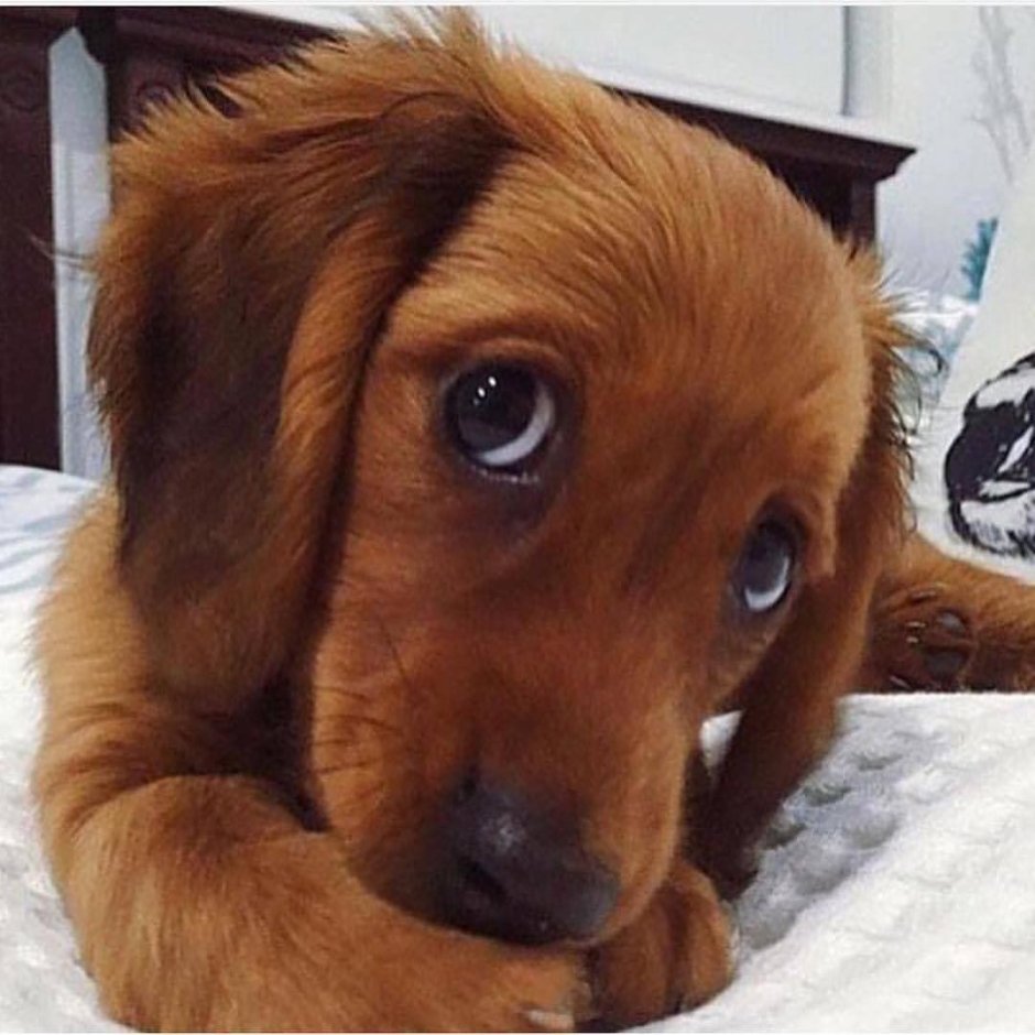 Собачка с грустными глазами