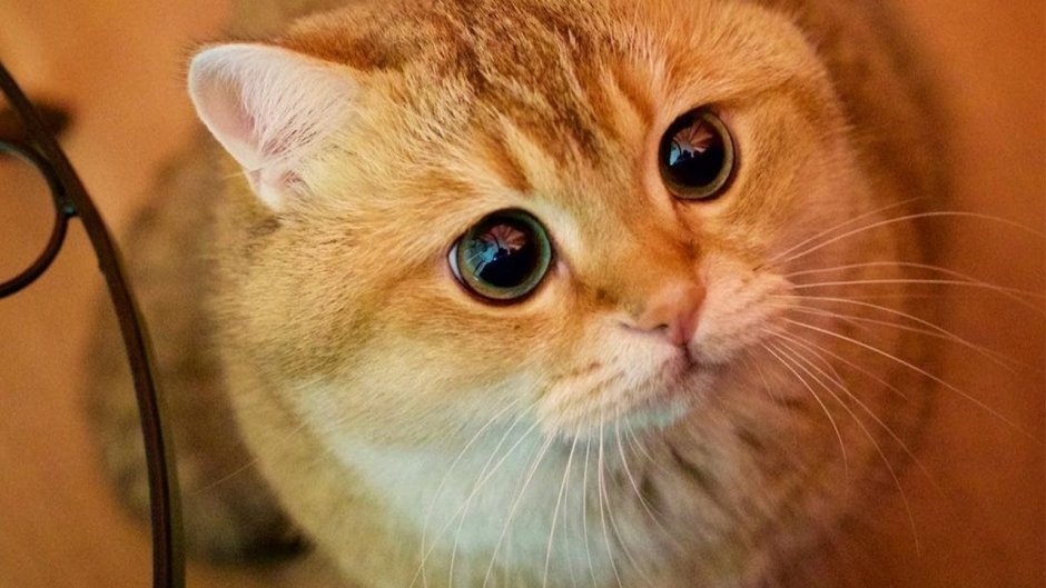 Кот из Шрека порода