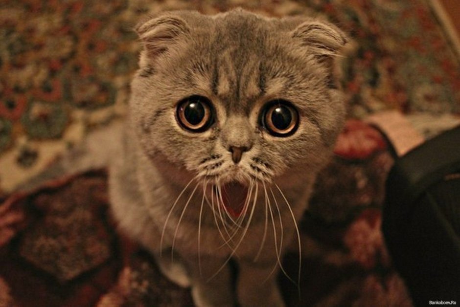 Просящие глаза