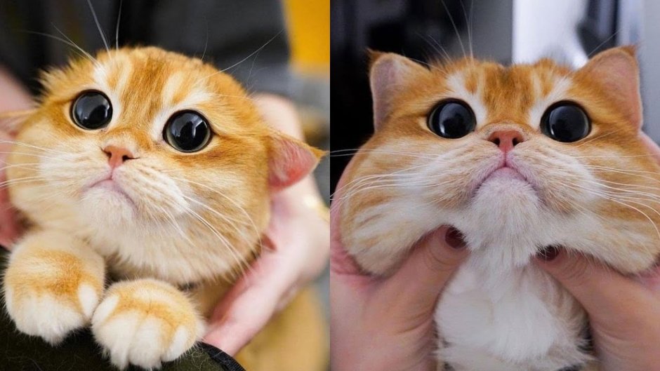 Кот из Шрека порода