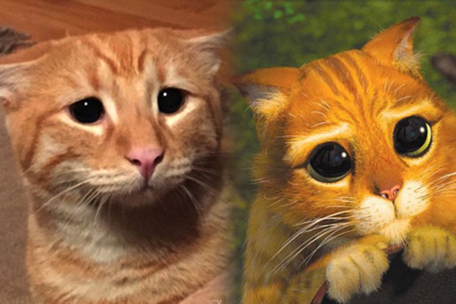 Кот Шрек глаза