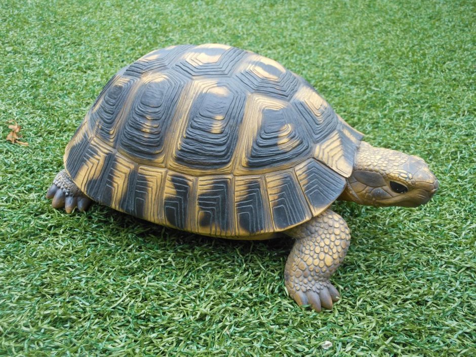 Цвет Tortue