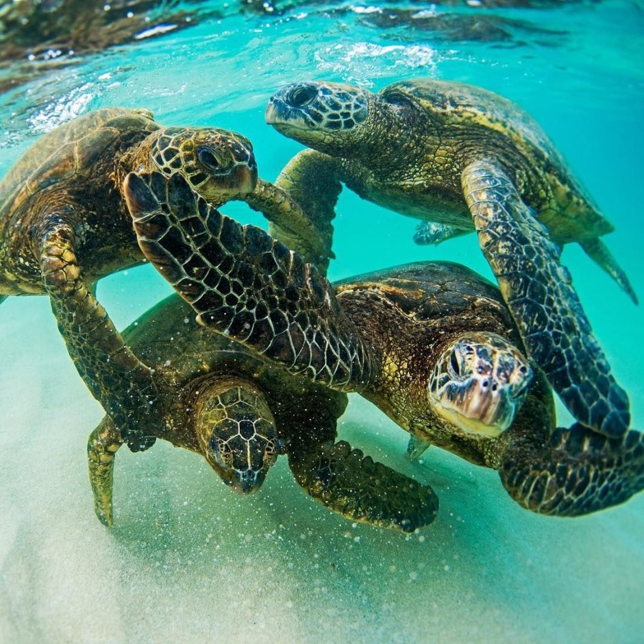 Galapagos giant Turtle