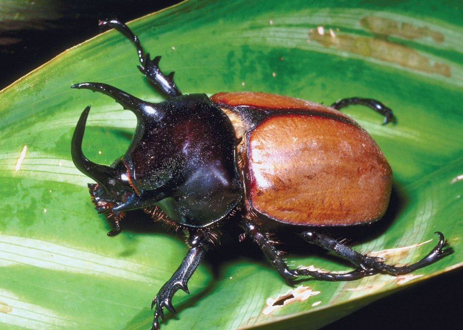Dynastes Neptunus
