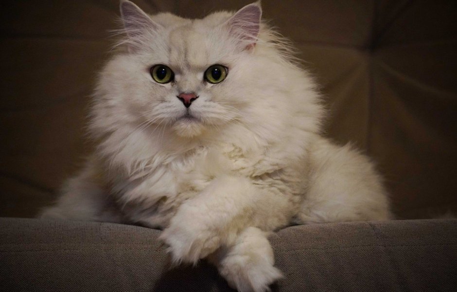Кот пушистый белый