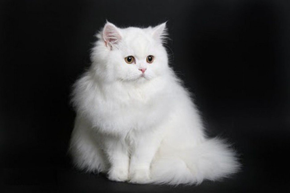 Бурмилла длинношерстная