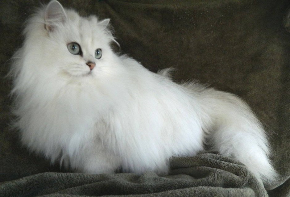 Бурмилла длинношерстная