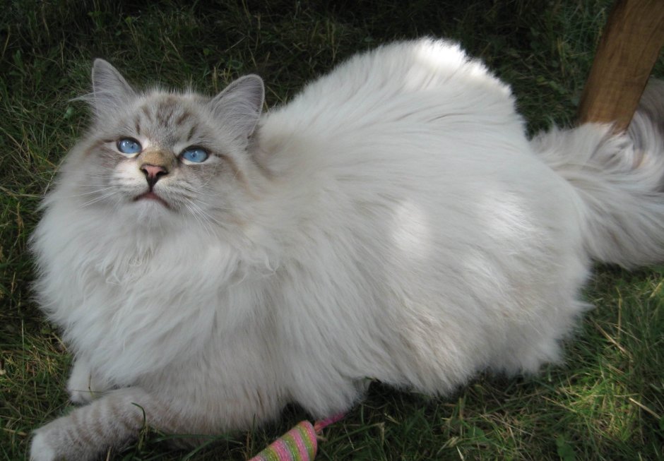 Сибирская длинношерстная кошка