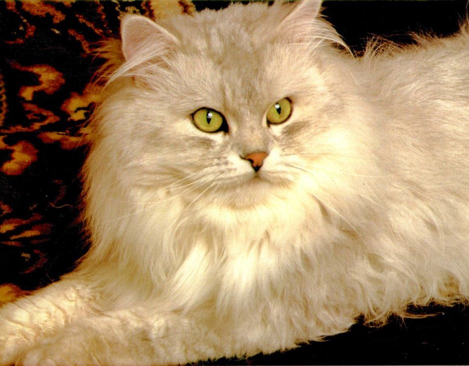 Персидская Оловянная кошка (Пьютер)