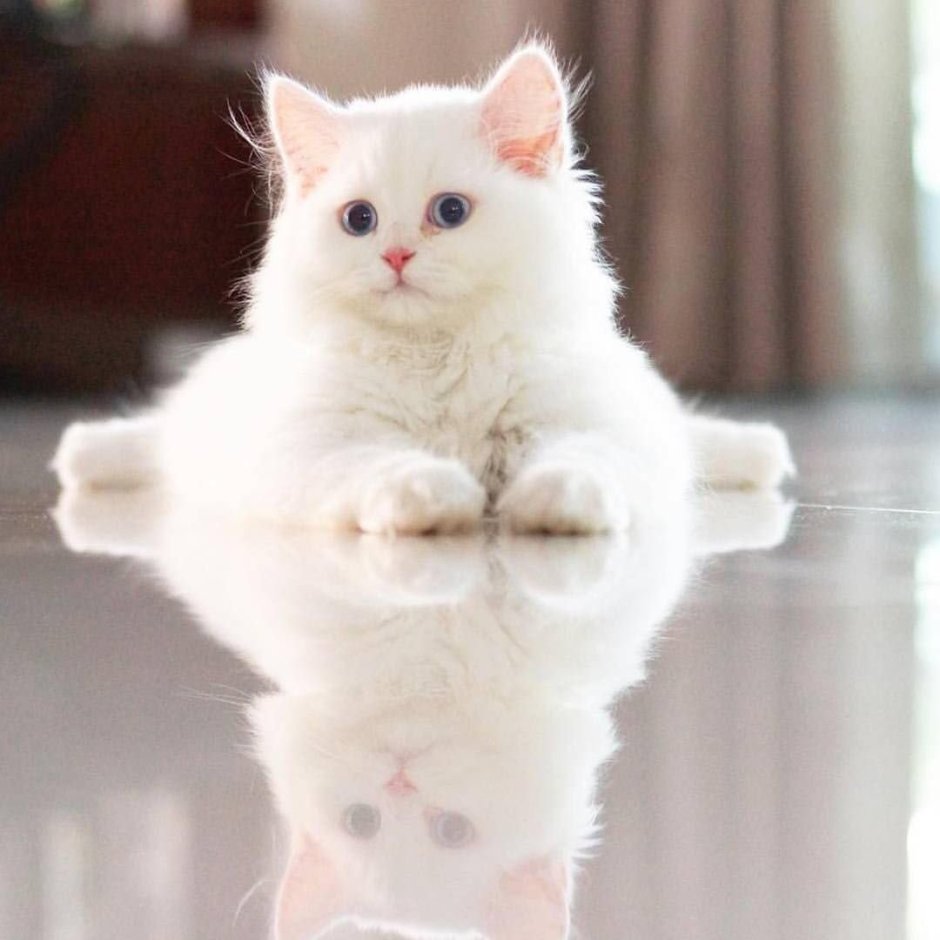 Сибирские котята белые