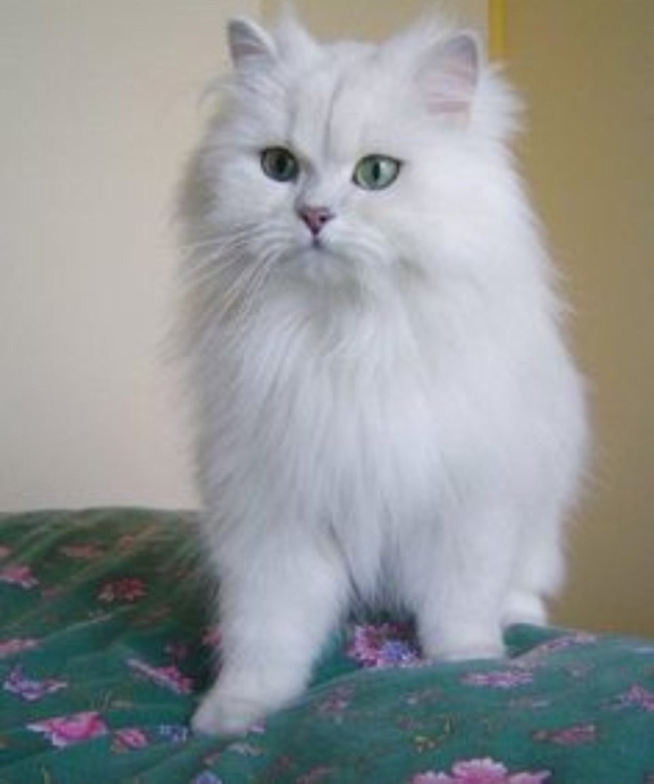 Британская Тиффани кошка