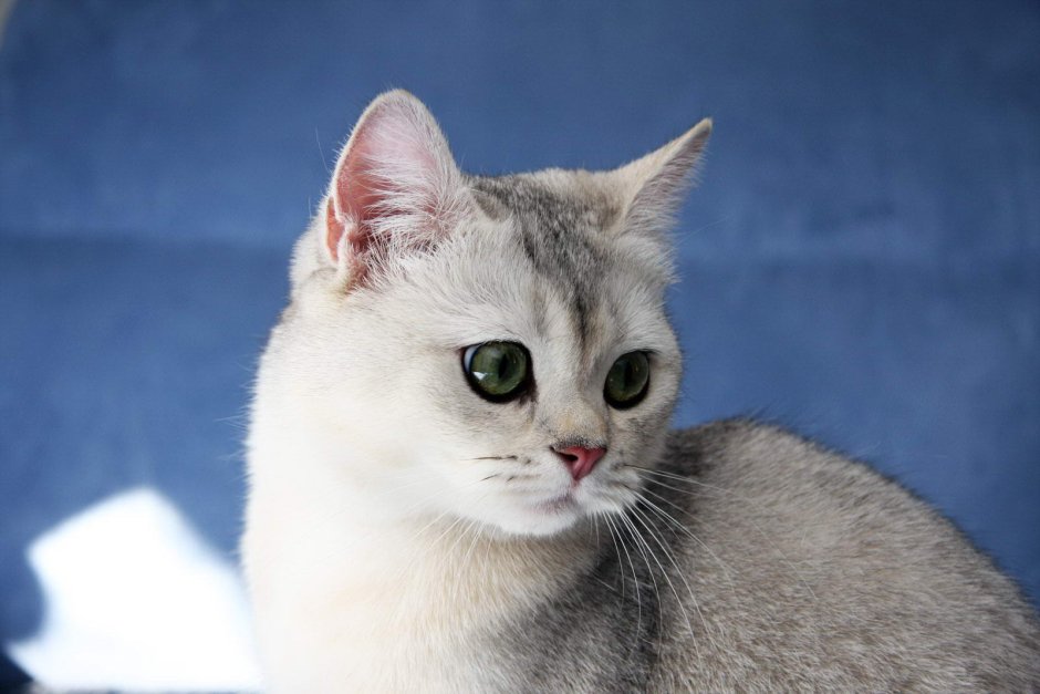 Британская короткошёрстная шиншилла