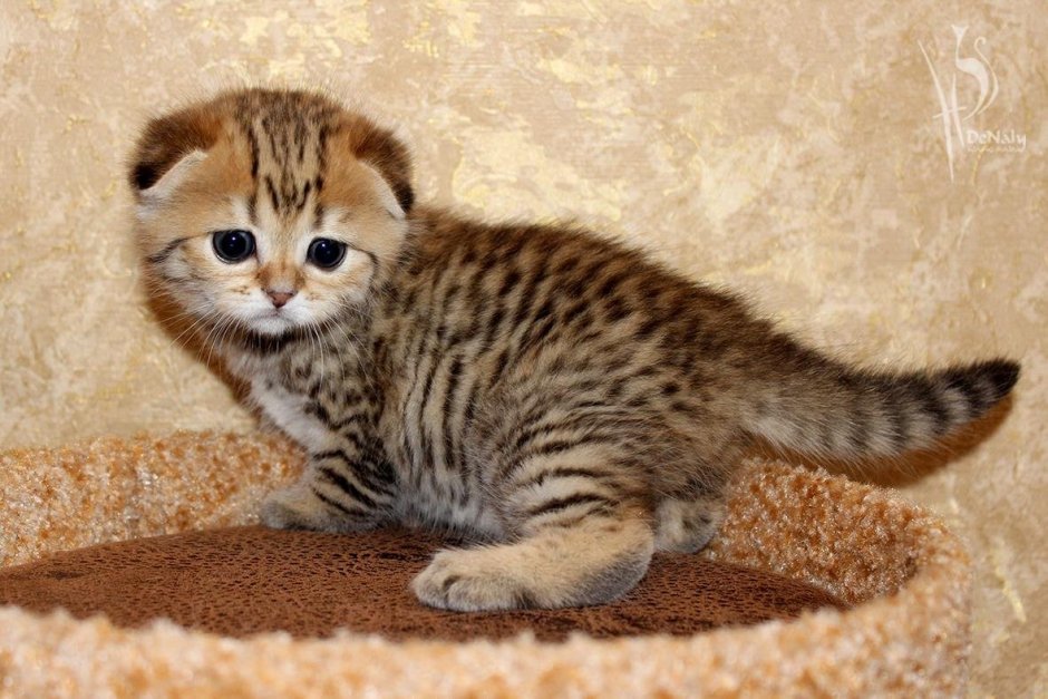 Кошка тигровая шиншилла