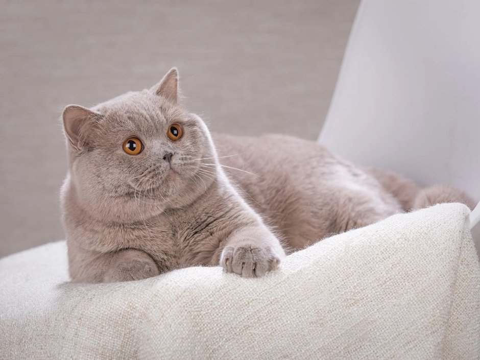 Британка короткошерстная фавн