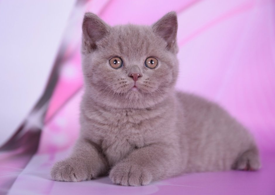 Шотландская прямоухая кошка лиловая