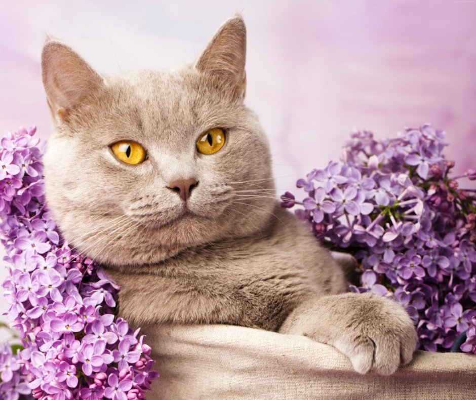 Британская короткошёрстная кошка