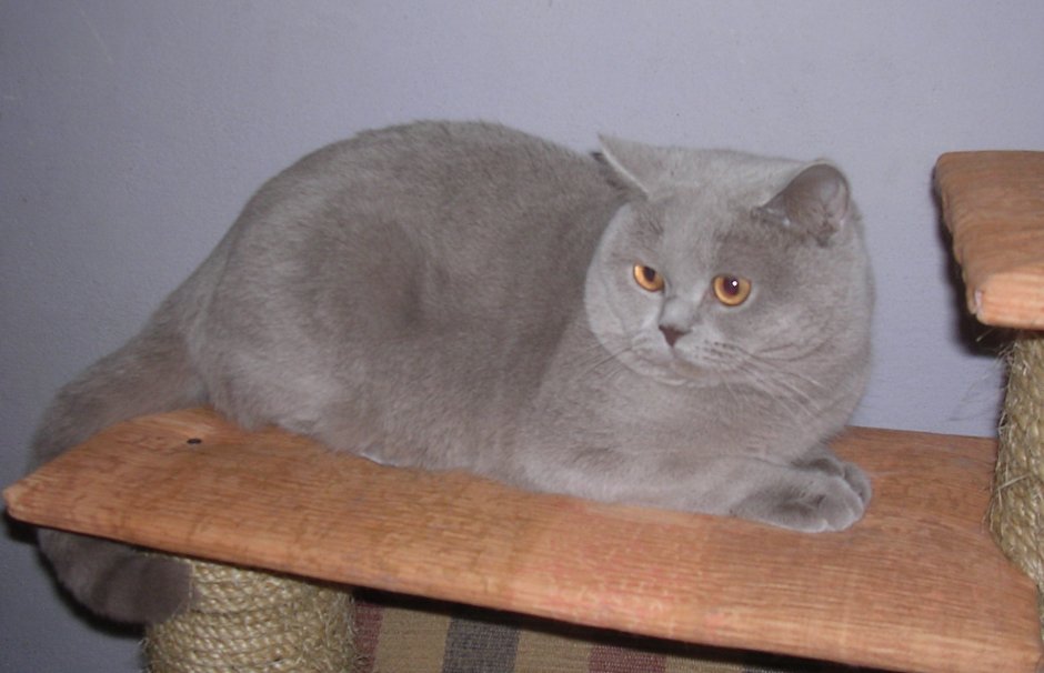 Лиловый британец кот кастрированный