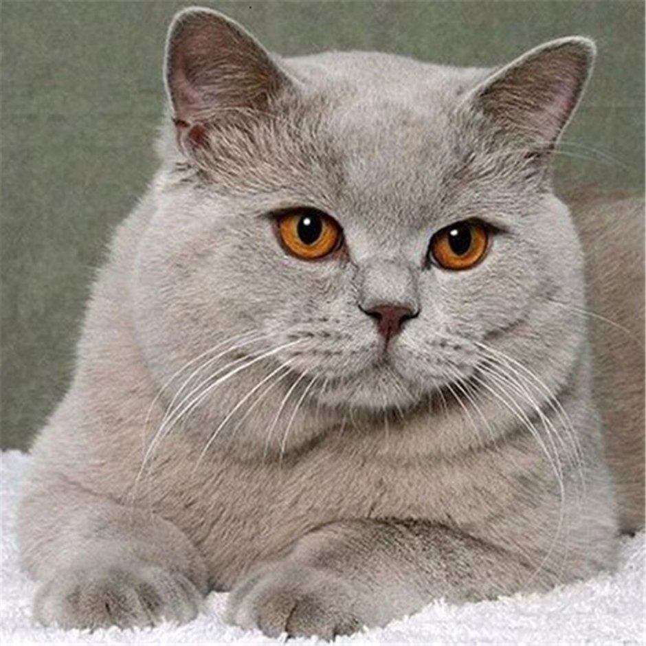 Цвета британских кошек