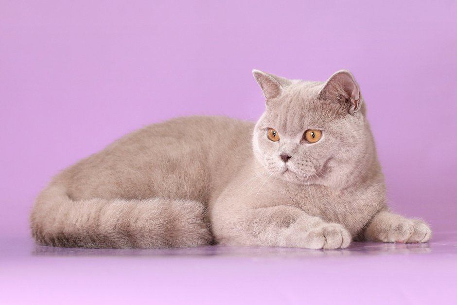 Британский короткошерстный кот лиловый